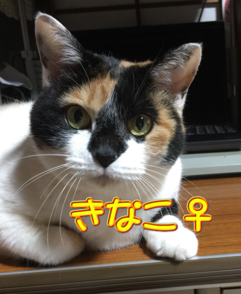 能登とニャンコと時々ダンス